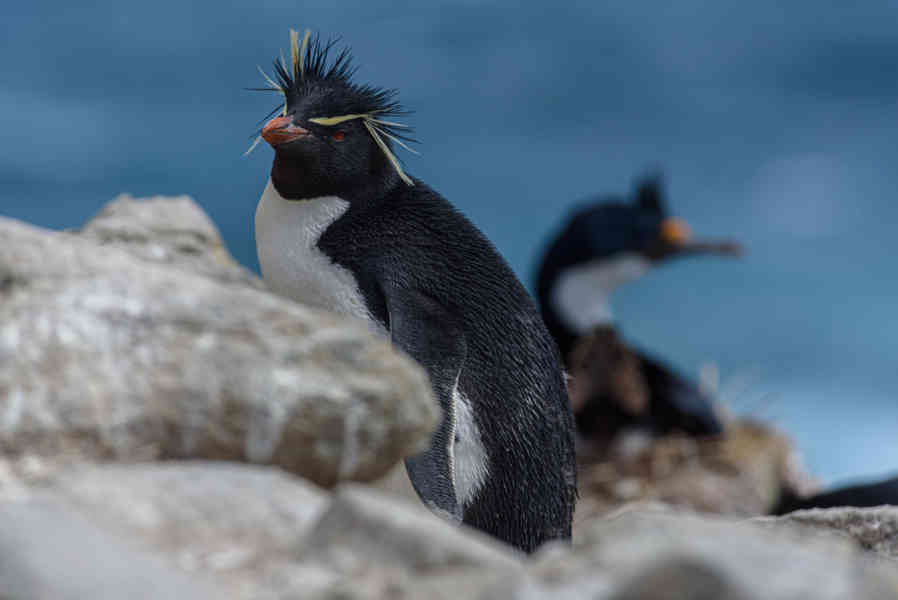 Pingüino Rockhopper - islas Falkland o Malvinas 12.jpg